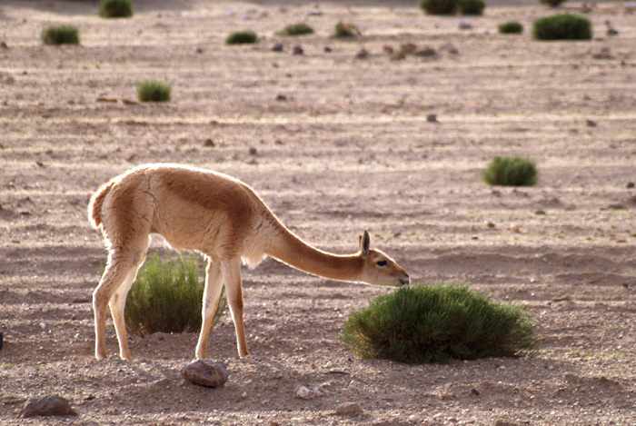 Vicuna P1300244