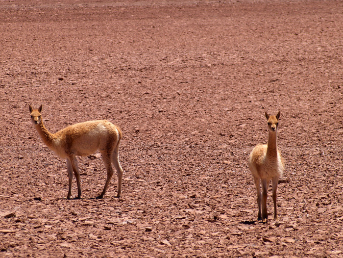 Vicunas P1280122