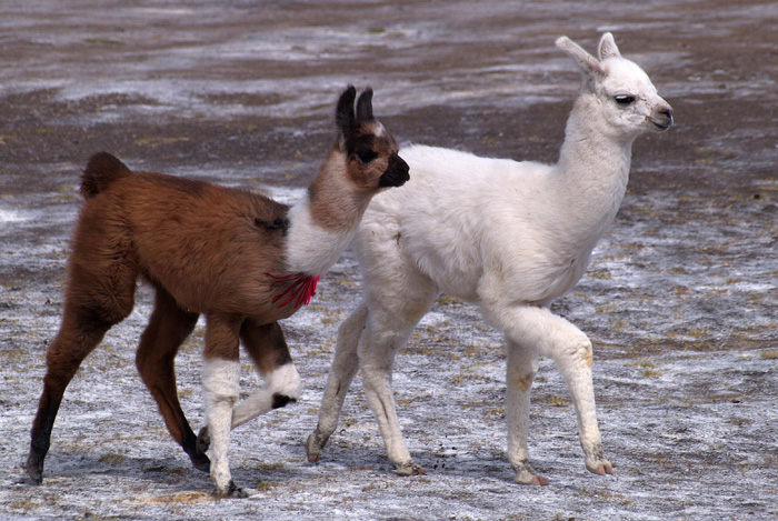 llamas P1300359