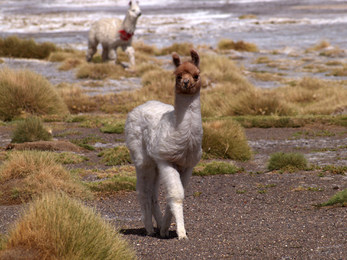 llamas P1300364