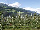 Frugtplantage i Sydtyrol