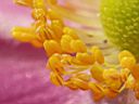 Anemone japonica 'Knigin Charlotte'